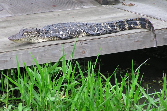 Airboat and Plantations Tour with Gourmet Lunch from New Orleans - Houmas House lunch plus 3 hours of gardens and mansion tour