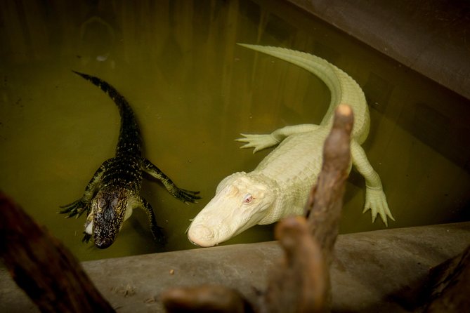 Airboat Ride with Transportation from New Orleans - Barataria Preserve: the protected wetland backdrop
