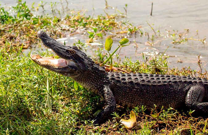 Airboat Ride with Transportation from New Orleans - Albino alligator exhibit and pre-boat snacks: quick and practical