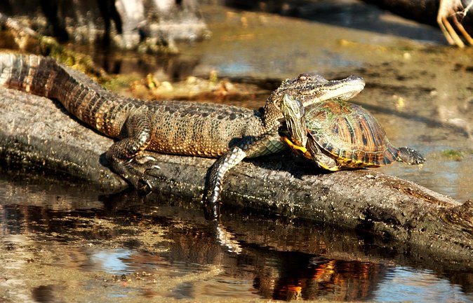 Airboat Ride with Transportation from New Orleans - Wildlife spotting: what to look for (and how to not get disappointed)