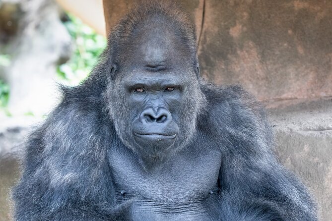 Audubon Zoo Ticket - Audubon Zoo ticket value: what you’re really buying