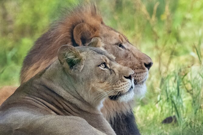 Audubon Zoo Ticket - Louisiana Swamp Exhibit: a real city swamp experience