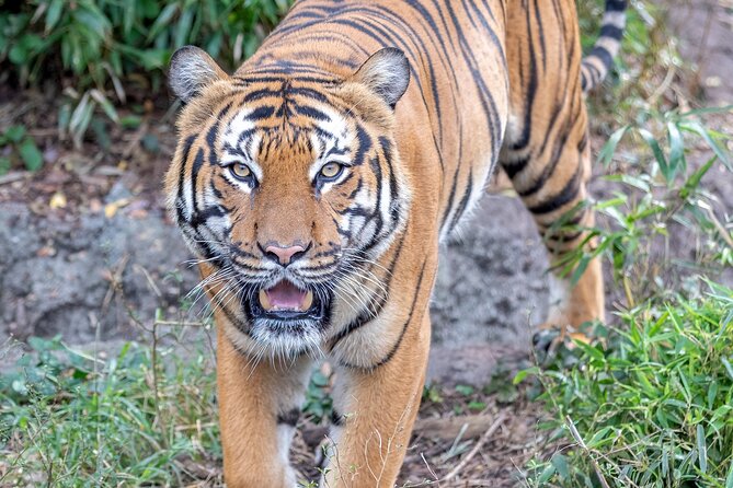 Audubon Zoo Ticket - Watoto Farm: learning plus domestic animals