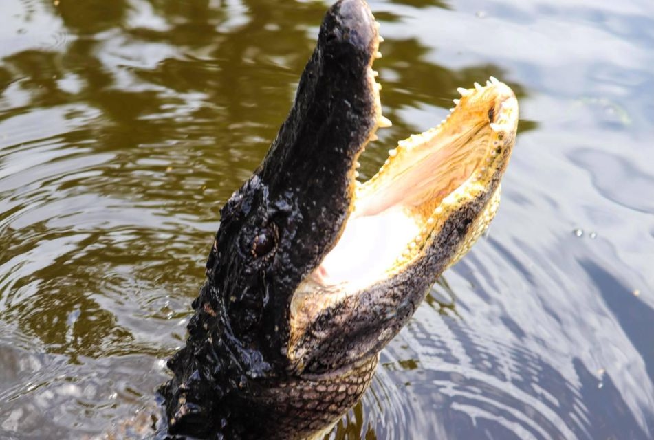 From Lafitte: Swamp Tours South of New Orleans by Airboat - Check-in, wristbands, and the time you’ll actually spend