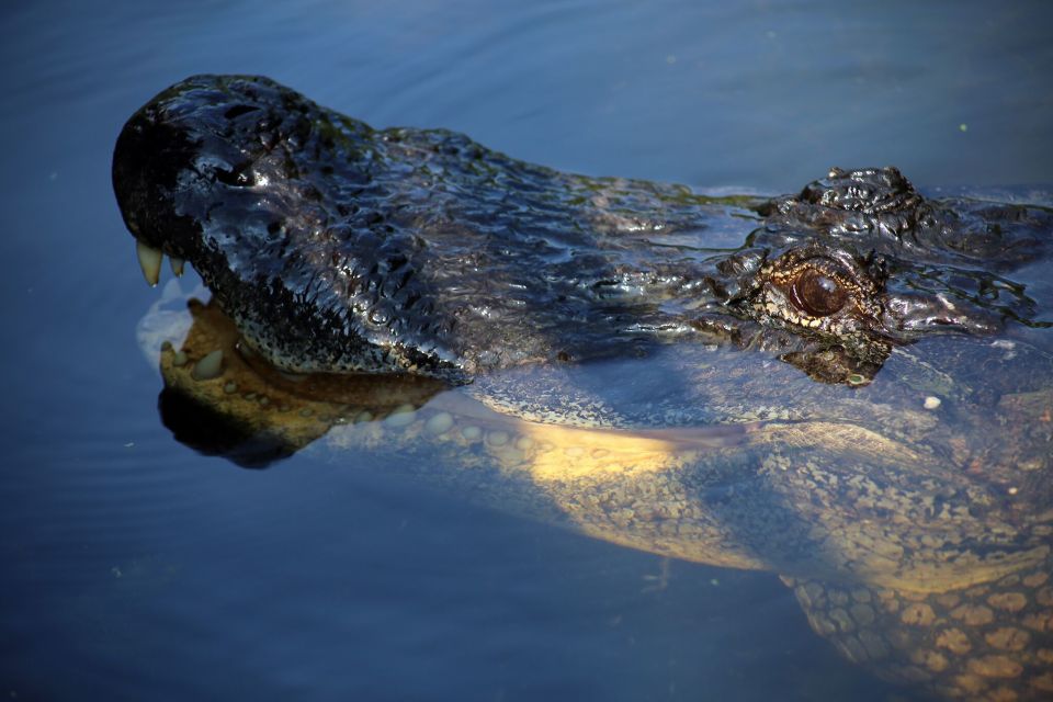 From Lafitte: Swamp Tours South of New Orleans by Airboat - Boat size choices: go small for more attention