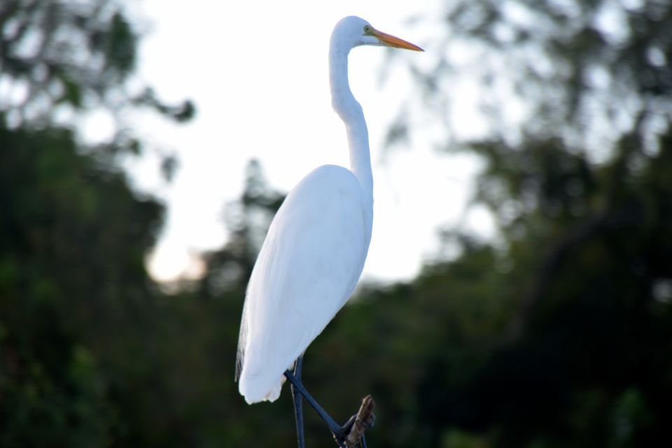 From Lafitte: Swamp Tours South of New Orleans by Airboat - Price and value: what $59 covers and where your real costs come in