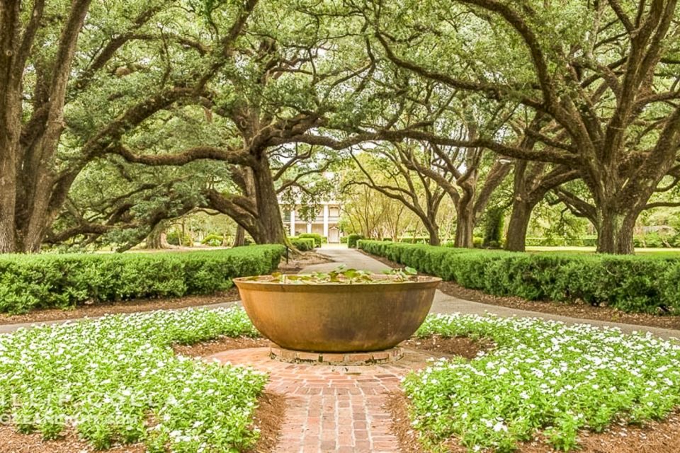 From New Orleans: Oak Alley Plantation Tour - Oak Alley’s oak-tunnel approach before the tour even starts