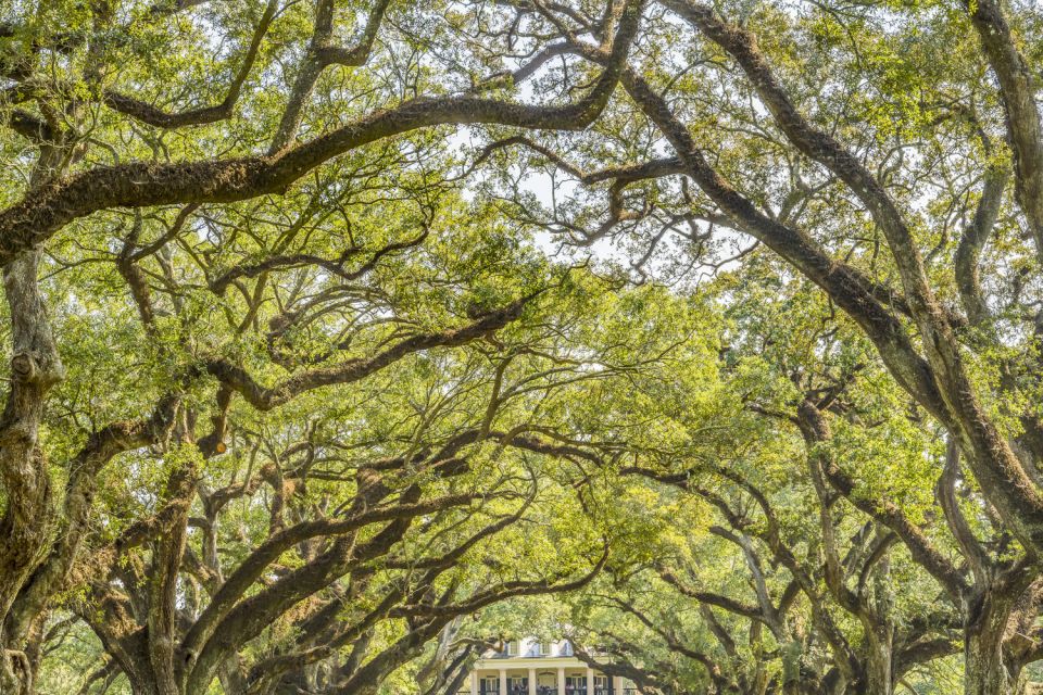 From New Orleans: Oak Alley Plantation Tour - Should you book the Oak Alley Plantation Tour from New Orleans?