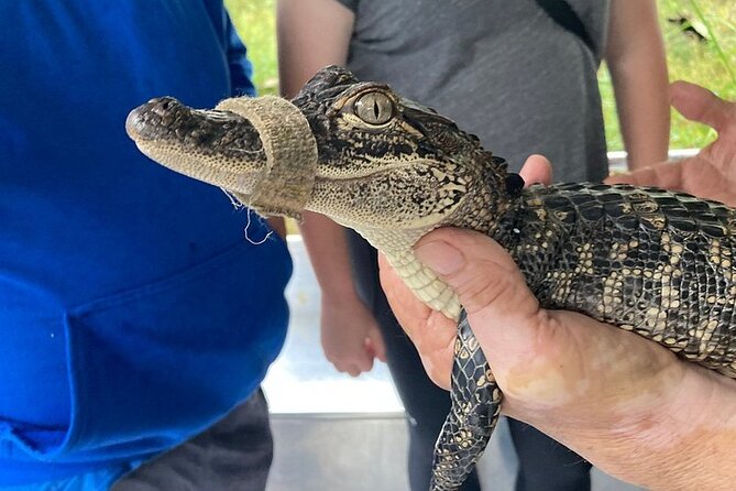Full Day Plantation and Swamp Tour in New Orleans - Price and Value: What $137.19 Buys (and What You Still Pay For)