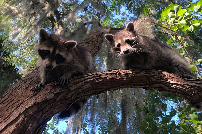 Guided Boat Tour of New Orleans Bayou - Jean Lafitte Stop: How the Tour Finds Animals (and Keeps It Fun)