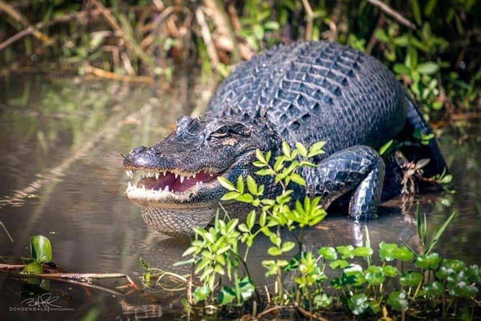 Honey Island Swamp and Bayou Boat Tour with Transportation - Board the custom open-air boat: the best way to see the bayou