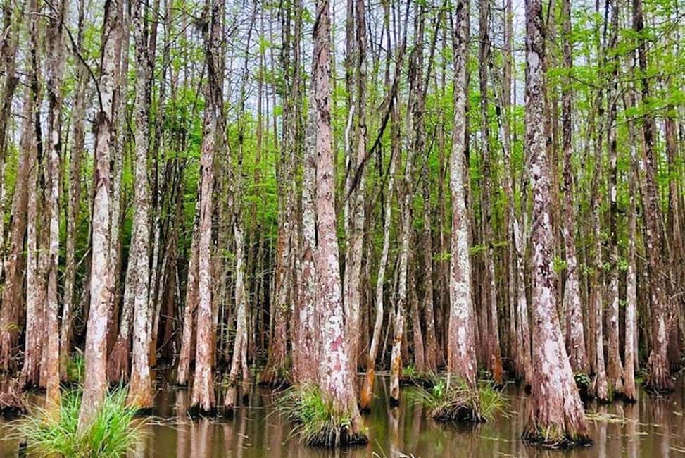 Honey Island Swamp and Bayou Boat Tour with Transportation - Honey Island Swamp: protected wetlands and serious wildlife spotting