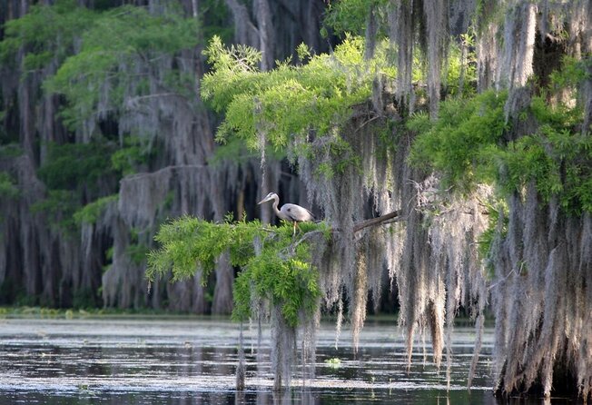 Honey Island Swamp Boat Tour - Key highlights to know before you go