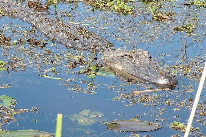 Honey Island Swamp Boat Tour - The 2-hour Honey Island cruise: what it feels like on the water