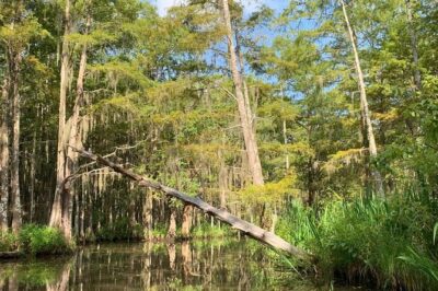 Honey Island Swamp Boat Tour - Wildlife spotting: the practical checklist for your camera and your eyes