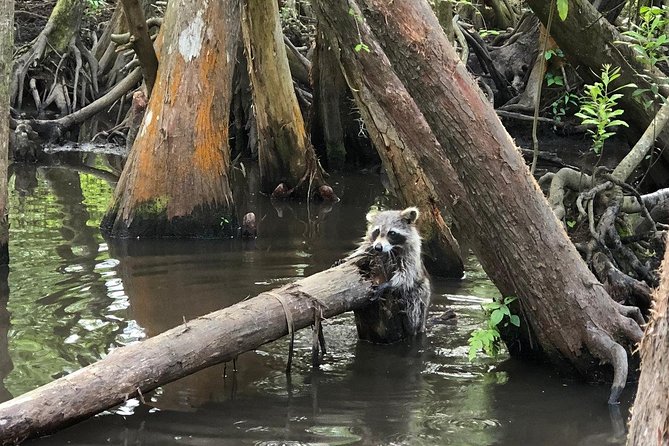 Honey Island Swamp Boat Tour - Best fit: who should book this Honey Island tour