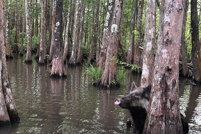 Honey Island Swamp Boat Tour with Transportation from New Orleans - Wildlife Expectations: What’s Likely and What Isn’t