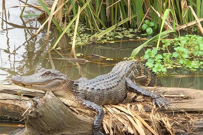 Honey Island Swamp Boat Tour with Transportation from New Orleans - The Value Question: Is $64 Worth It for 4 Hours?