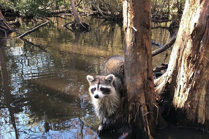 Honey Island Swamp Boat Tour with Transportation from New Orleans - Who This Tour Fits Best (and Who Might Want Something Else)