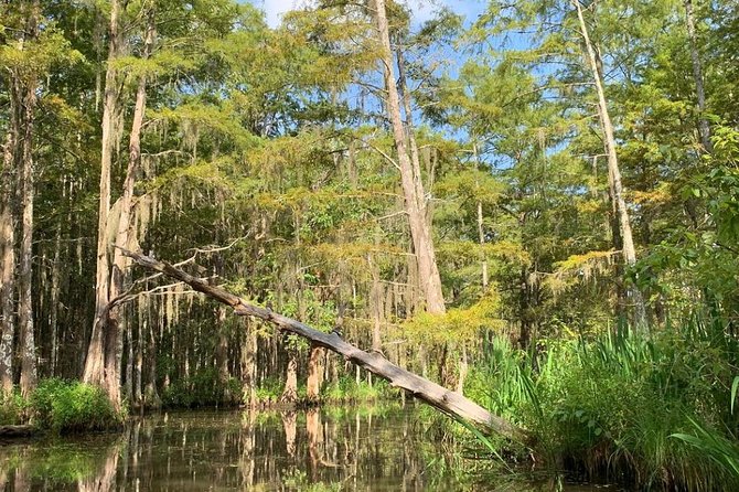 Honey Island Swamp Boat Tour - Wildlife spotting: the practical checklist for your camera and your eyes