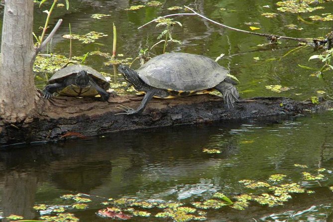 Jean Lafitte 90-Minute Swamp and Bayou Boat Tour - Why this Jean Lafitte pontoon tour feels convenient from New Orleans