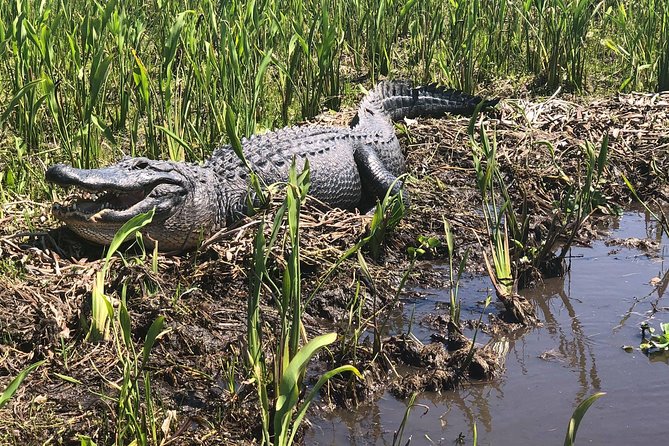Jean Lafitte 90-Minute Swamp and Bayou Boat Tour - What to wear: layers, shoes, and sun protection that actually makes sense