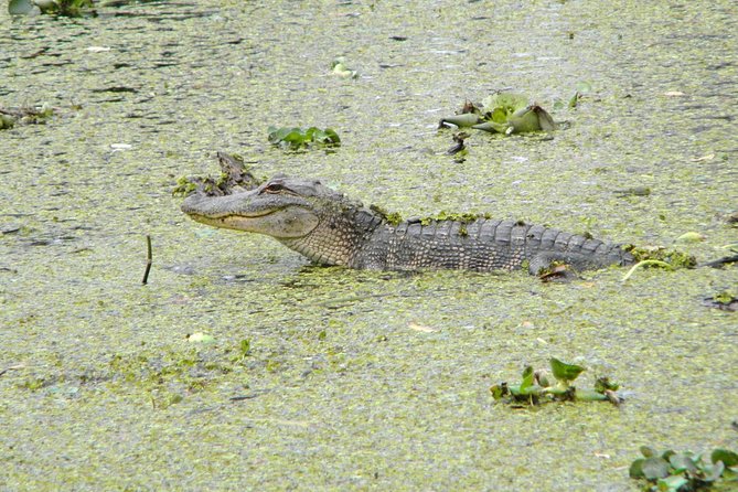 Jean Lafitte 90-Minute Swamp and Bayou Boat Tour - Getting to 6601 Leo Kerner Pkwy: voucher to boat without stress