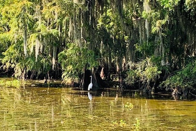 Large Airboat Swamp Tour with Transportation from New Orleans - The Schedule: 35 Minutes There, 2 Hours on the Water, Then Back