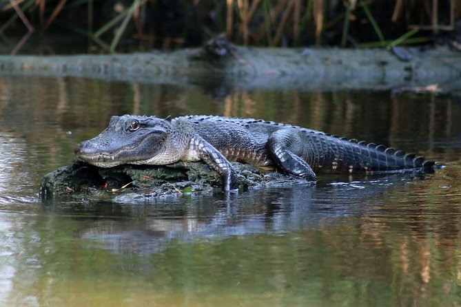 New Orleans Airboat Ride - Who should book this airboat ride from New Orleans?