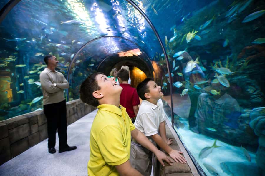 New Orleans: Audubon Aquarium & Insectarium Ticket - First Stop: What This Ticket Really Gives You