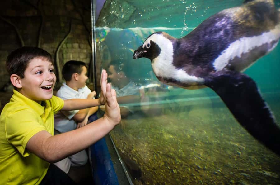 New Orleans: Audubon Aquarium & Insectarium Ticket - Combo Upgrades: When Spending More Actually Saves You Money
