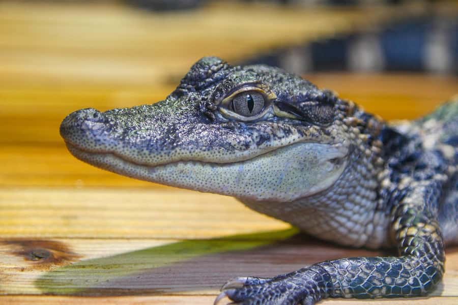 New Orleans: Audubon Aquarium & Insectarium Ticket - Amazon Rainforest Gallery: Birds, Piranhas, Pacus, and Anaconda
