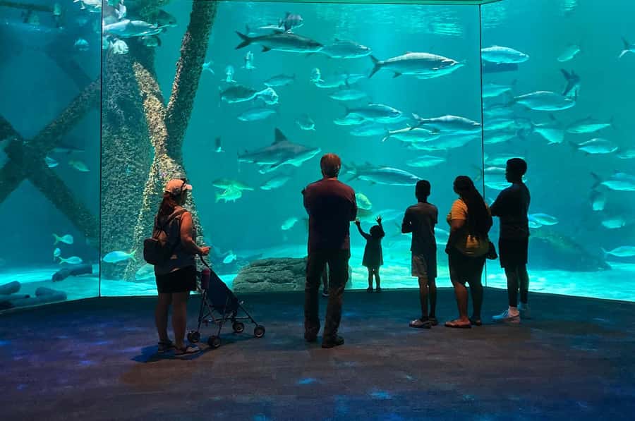 New Orleans: Audubon Aquarium & Insectarium Ticket - Crowd Favorites: Penguin Exhibit and Rare White Alligators