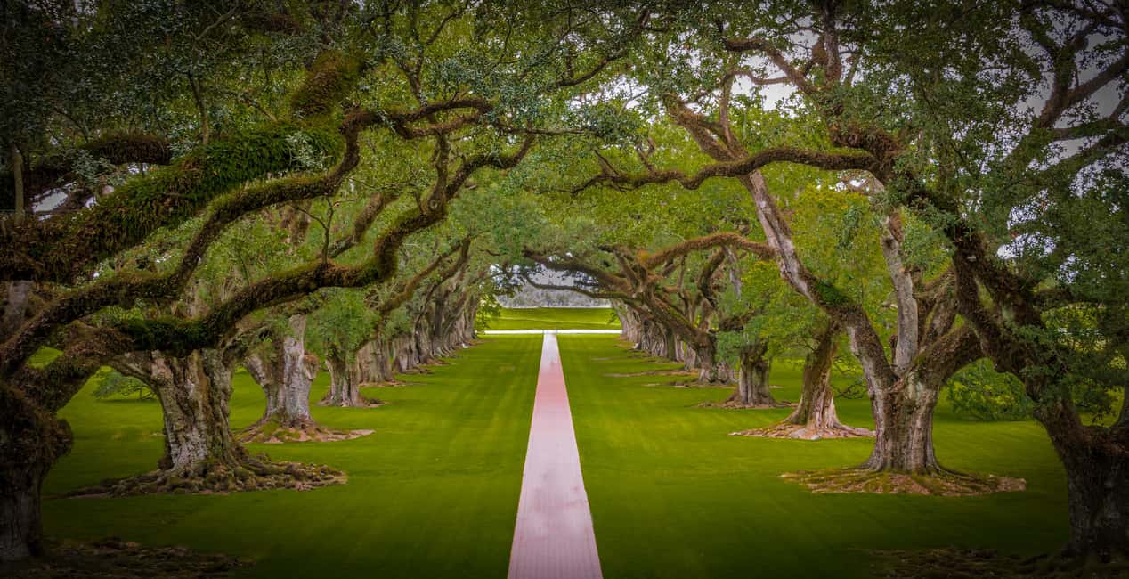 New Orleans: Bayou Swamp Tour and Oak Alley Plantation Tour - Key things I’d bookmark before you go