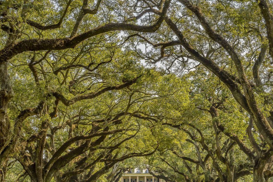 New Orleans: Bayou Swamp Tour and Oak Alley Plantation Tour - Pickup to Manchac Swamp: the smooth start and tight timing