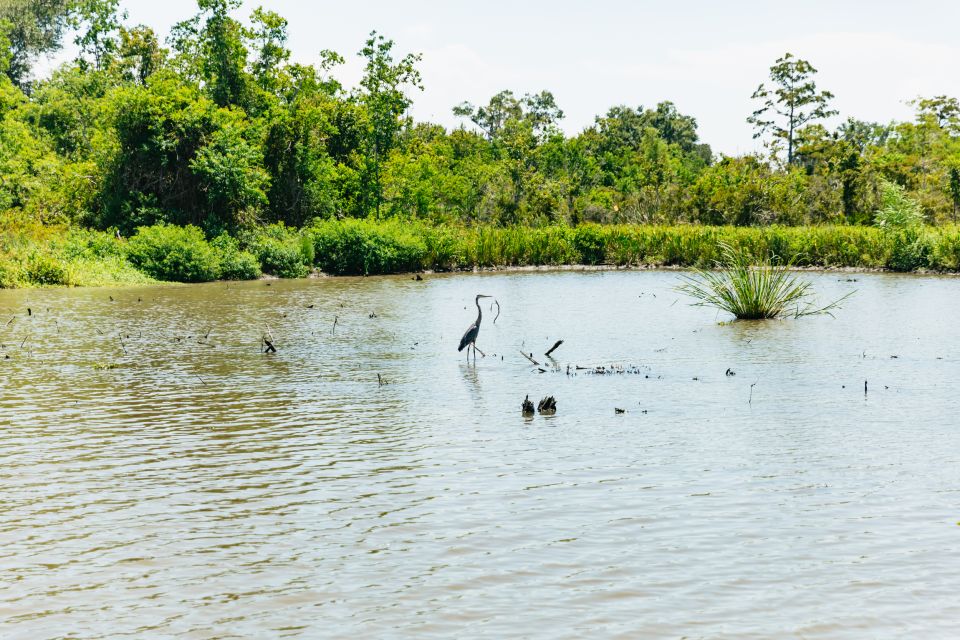 New Orleans: Bayou Tour in Jean Lafitte National Park - Sunshine the Pig and Patrick the Possum: the friendly side of the swamp