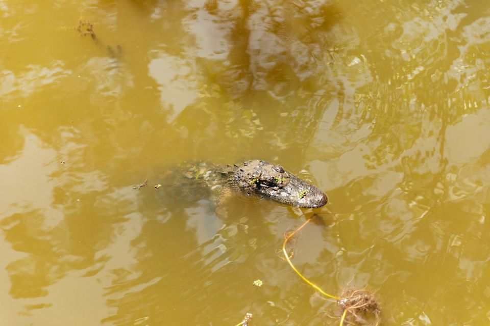 New Orleans: Bayou Tour in Jean Lafitte National Park - Local guides, jokes, and swamp lore you can use while you watch