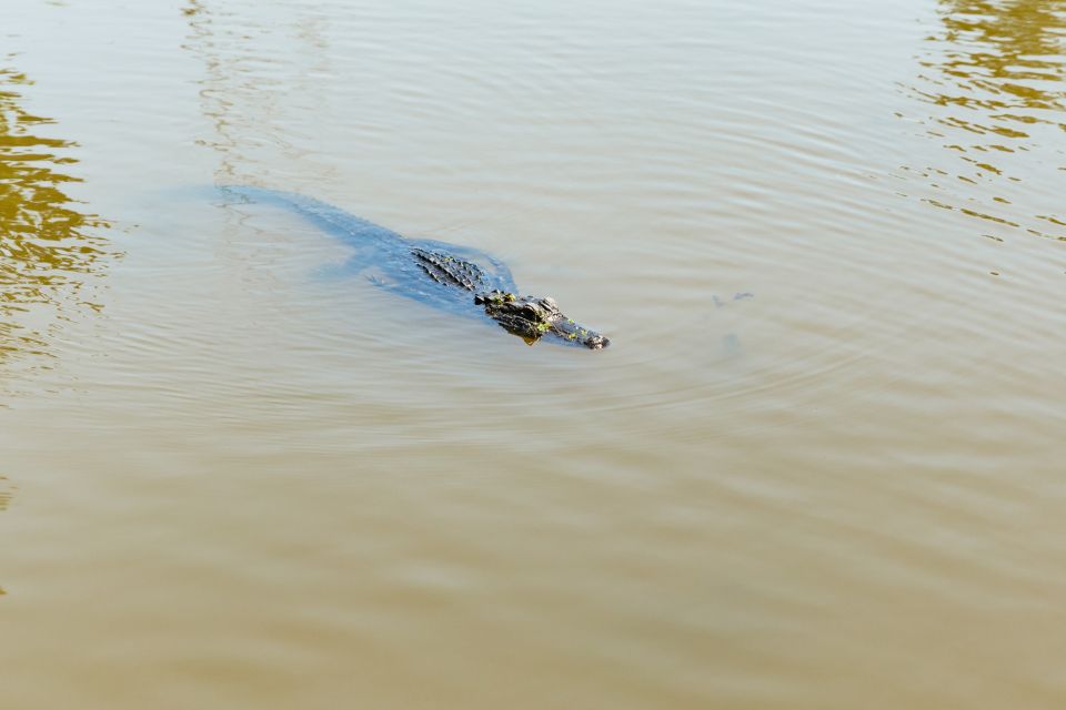New Orleans: Bayou Tour in Jean Lafitte National Park - Who should book this Bayou Tour, and who might want a different day