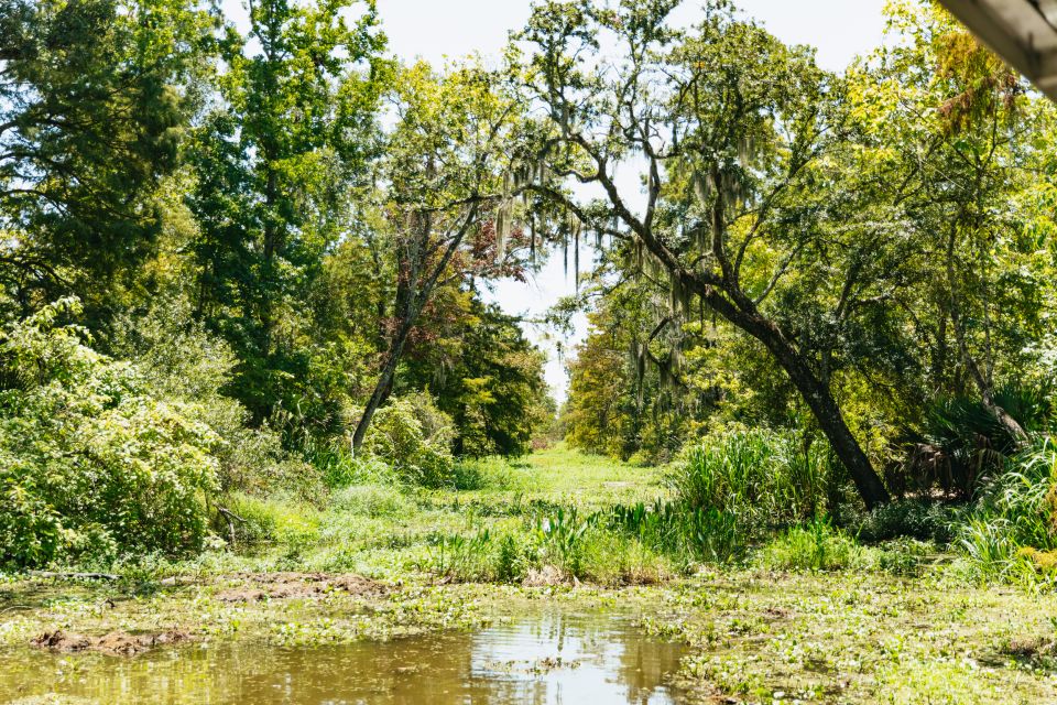 New Orleans: Bayou Tour in Jean Lafitte National Park - Step-by-step: Barataria Preserve wildlife viewing on a pontoon