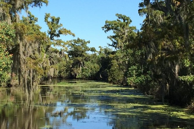 New Orleans City, Cemetery and Swamp Full-Day Tour - Wildlife expectations: what you might see and how to avoid disappointment