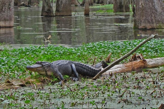 New Orleans City, Cemetery and Swamp Full-Day Tour - How the day runs: 9:30 am start, pickups, and a long-but-manageable flow