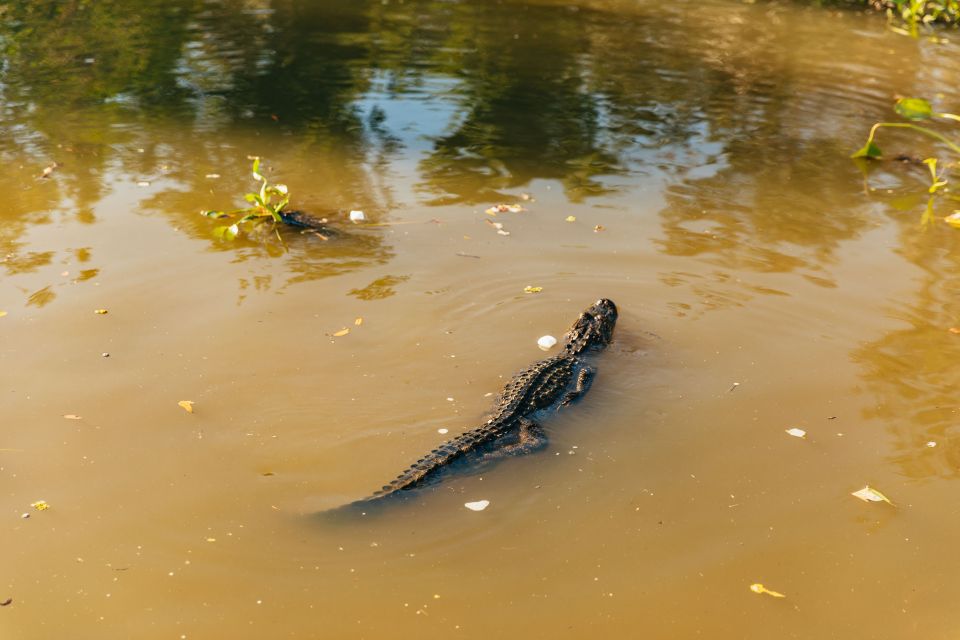 New Orleans: Guided Swamp Cruise by Tour Boat - Quick hits to look forward to