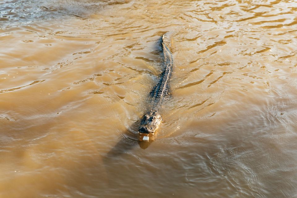 New Orleans: Guided Swamp Cruise by Tour Boat - Captain Ernie-style storytelling: Cajuns, ecology, and why the guide matters