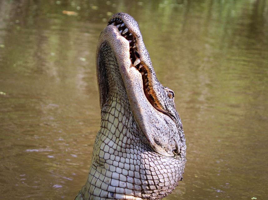 New Orleans: High Speed 16 Passenger Airboat Ride - Captains Make the Trip: Meet the Guide Vibe You’ll Want