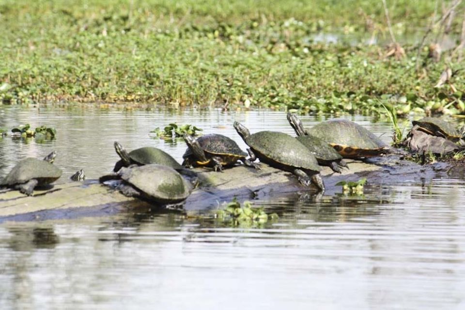 New Orleans: High Speed 16 Passenger Airboat Ride - Who This Airboat Ride Suits Best