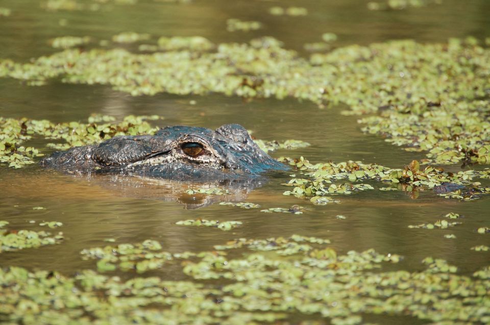 New Orleans: High Speed 9 Passenger Airboat Tour - What to Wear (and Why Wet Weather Is a Real Possibility)