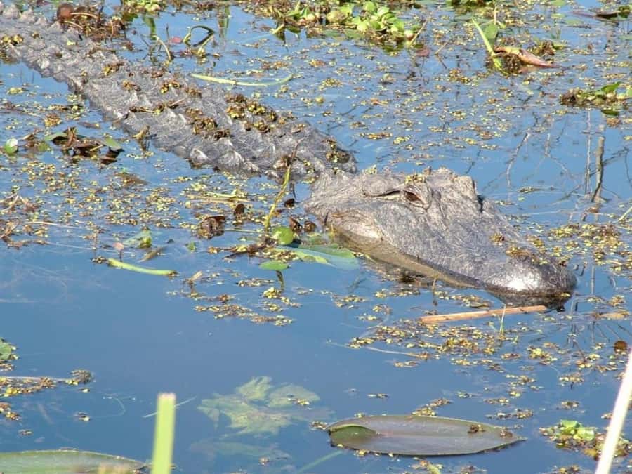 New Orleans: Honey Island Swamp Tour - Quick hits: what makes Honey Island Swamp special