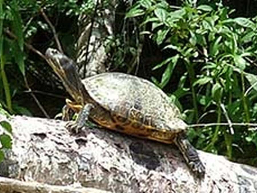 New Orleans: Honey Island Swamp Tour - Wildlife spotting in Honey Island Swamp: otters, turtles, egrets, and alligators