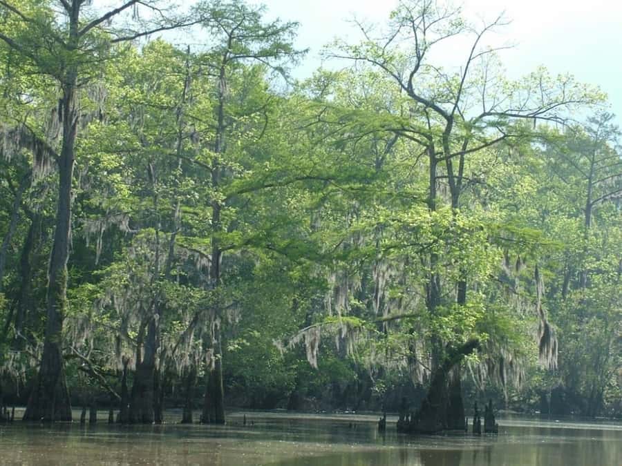 New Orleans: Honey Island Swamp Tour - Swamp ecology and fishing heritage: why this tour feels less staged