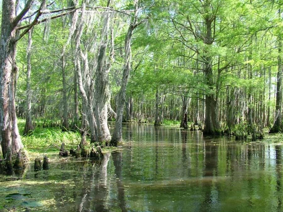 New Orleans: Honey Island Swamp Tour - Price and planning for a $38, 2-hour outing in New Orleans